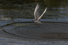 Witwangstern, 1e kj.  Zuidlaardermeergebied 7-8-2019