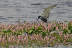 Witwangstern  Dannemeer 27-7-2016