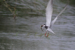 Witwangstern  Zuidlaardermeergebied 13-6-2015