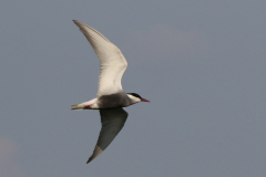 Witwangstern  Zuidlaardermeergebied 30-5-2018