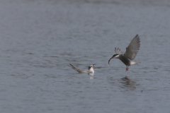 Witwangstern, adult en 1e kj.  Drenthe 30-7-2024