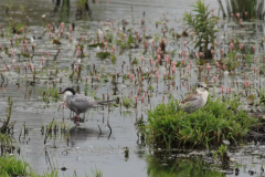 Witwangstern, adult en juv.  Zuidlaardermeergebied 10-8-2017