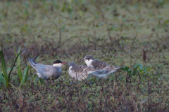 Witwangstern, adult en juv.  Zuidlaardermeergebied 12-7-2014