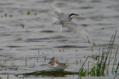 Witwangstern, adult en juv.  Zuidlaardermeergebied 2-7-2017