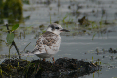 Witwangstern, juv.  Zuidlaardermeergebied 16-7-2017