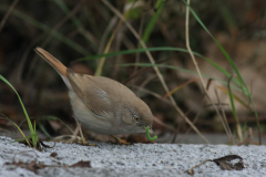 Woestijngrasmus 1  Terschelling 14-11-2015