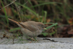 Woestijngrasmus 10  Terschelling 14-11-2015