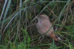 Woestijngrasmus 11  Terschelling 14-11-2015