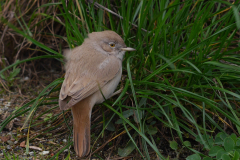 Woestijngrasmus 2  Terschelling 14-11-2015