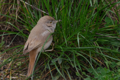 Woestijngrasmus 3  Terschelling 14-11-2015