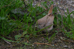 Woestijngrasmus 6  Terschelling 14-11-2015