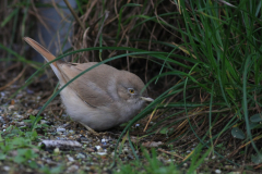 Woestijngrasmus 7  Terschelling 14-11-2015