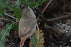 Woestijngrasmus 8  Terschelling 14-11-2015