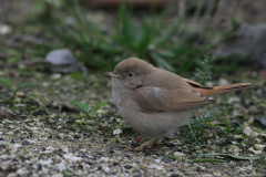 Woestijngrasmus 9  Terschelling 14-11-2015