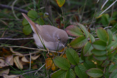 Woestijngrasmus  Terschelling 14-11-2015 b