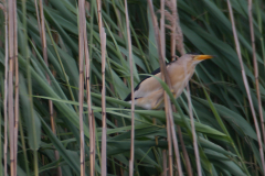 Woudaap, ♂  Friesland 3-7-2017 b