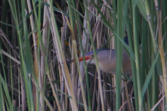 Woudaap, ♂ broedkleed  1 Friesland 20-6-2018