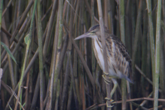 Woudaap, juv. 11  Friesland 19-8-2017