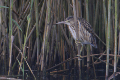 Woudaap, juv. 12  Friesland 19-8-2017