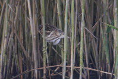 Woudaap, juv. 2  Friesland 19-8-2017