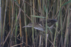 Woudaap, juv. 4  Friesland 19-8-2017