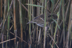 Woudaap, juv. 5  Friesland 19-8-2017