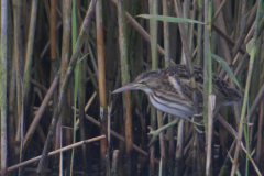 Woudaap, juv. 6  Friesland 19-8-2017