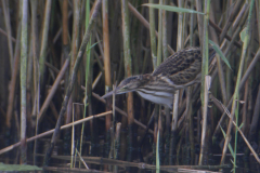 Woudaap, juv. 7  Friesland 19-8-2017