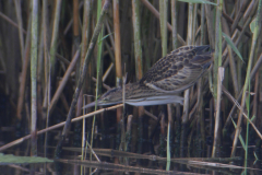 Woudaap, juv. 8  Friesland 19-8-2017