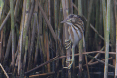 Woudaap, juv. 9  Friesland 19-8-2017