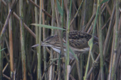 Woudaap, juv.  Friesland 19-8-2017