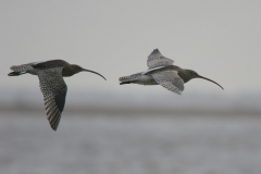 Wulp 1  Lauwersmeer 16-1-2008