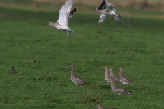 Wulp 1  Texel 7-10-2023