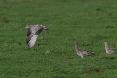 Wulp 2  Texel 7-10-2023