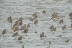 Wulp  Groningen-kust 18-8-2011