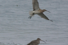 Wulp  Lauwersmeer 14-3-2014