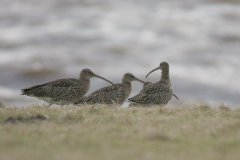 Wulp  Lauwersmeer 16-1-2008