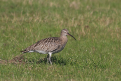 Wulp  Texel 1-10-2011