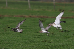 Wulp  Texel 7-10-2023