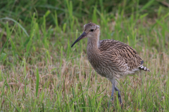 Wulp, juv. 1  Onlanden 15-6-2016