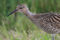 Wulp, juv. 2  Onlanden 15-6-2016