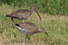 Wulp, juv. en adult  Onlanden 15-6-2016