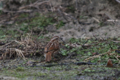 Zanggors 11-Zeeland 16-2-2022