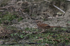 Zanggors-Zeeland 16-2-2022