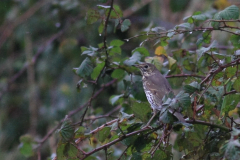 Zanglijster  Texel 18-10-2015