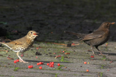 Zanglijster en Merel  Vlieland 21-10-2017